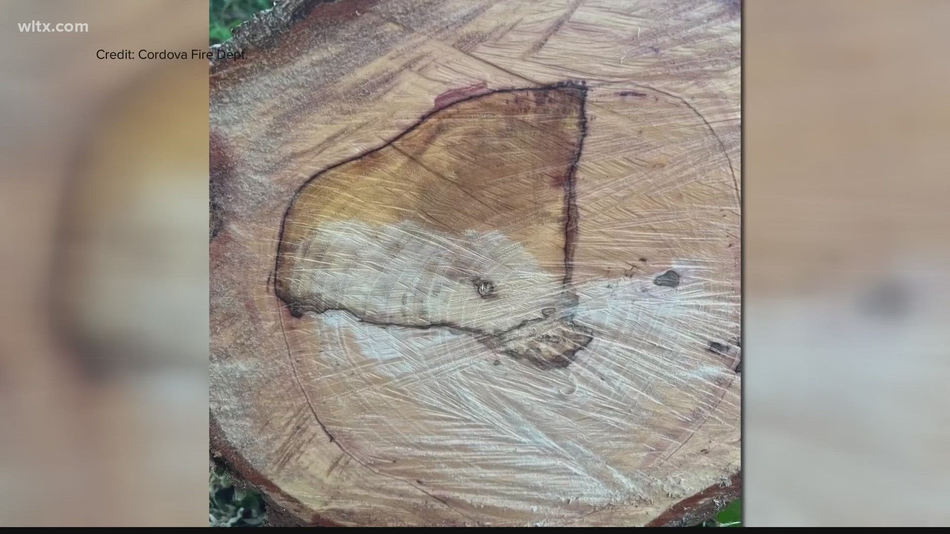 A fire department in Orangeburg county was cutting the tree that had fell in the road and found this on the inside.