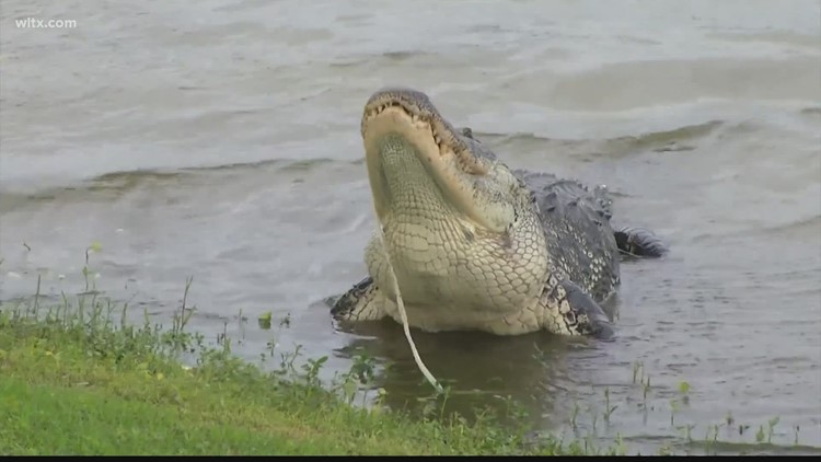 2023 alligator hunt license lottery window now open
