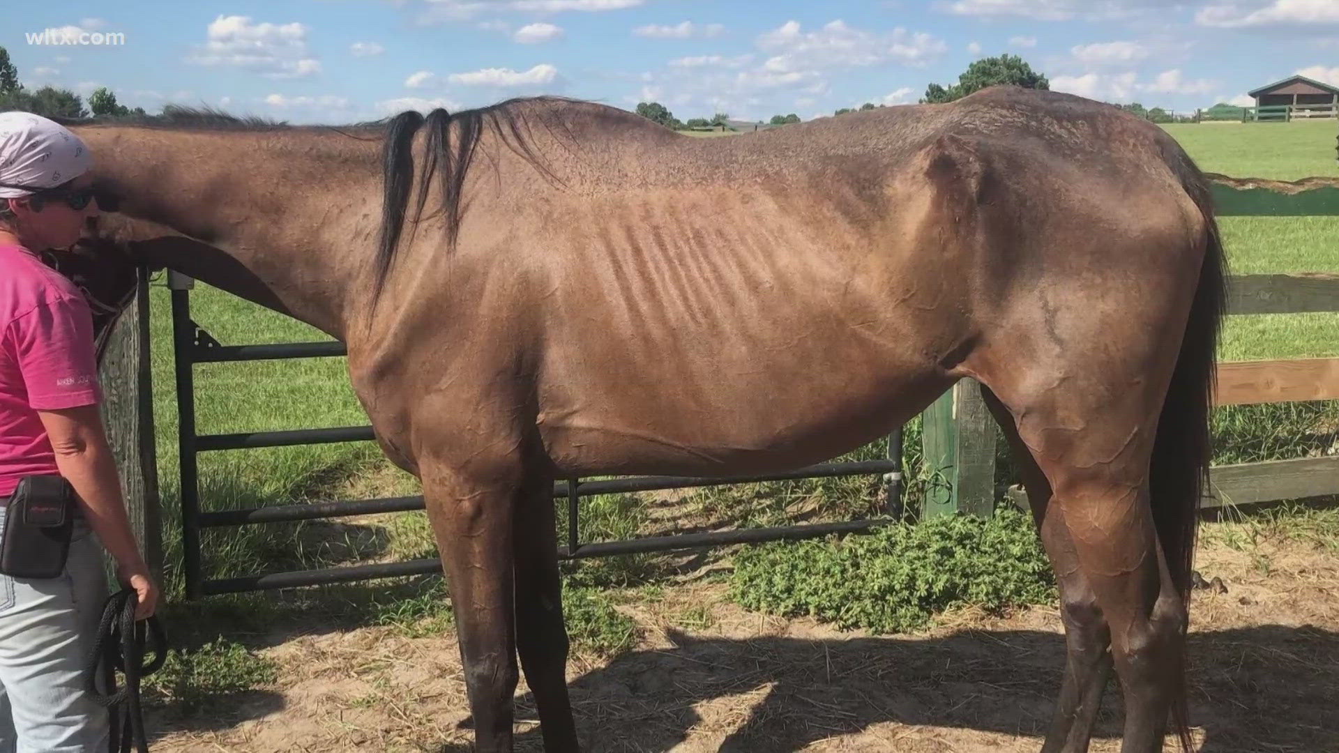 The Blocker Dude Ranch owner was prohibited from riding the horses, because of concerns about their wellness, which deputies say he ignored.