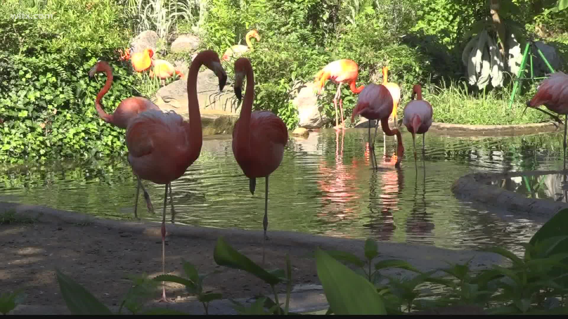 Riverbanks Zoo & Garden is seeking some $80 million in funding from Richland County for a massive improvements project.
