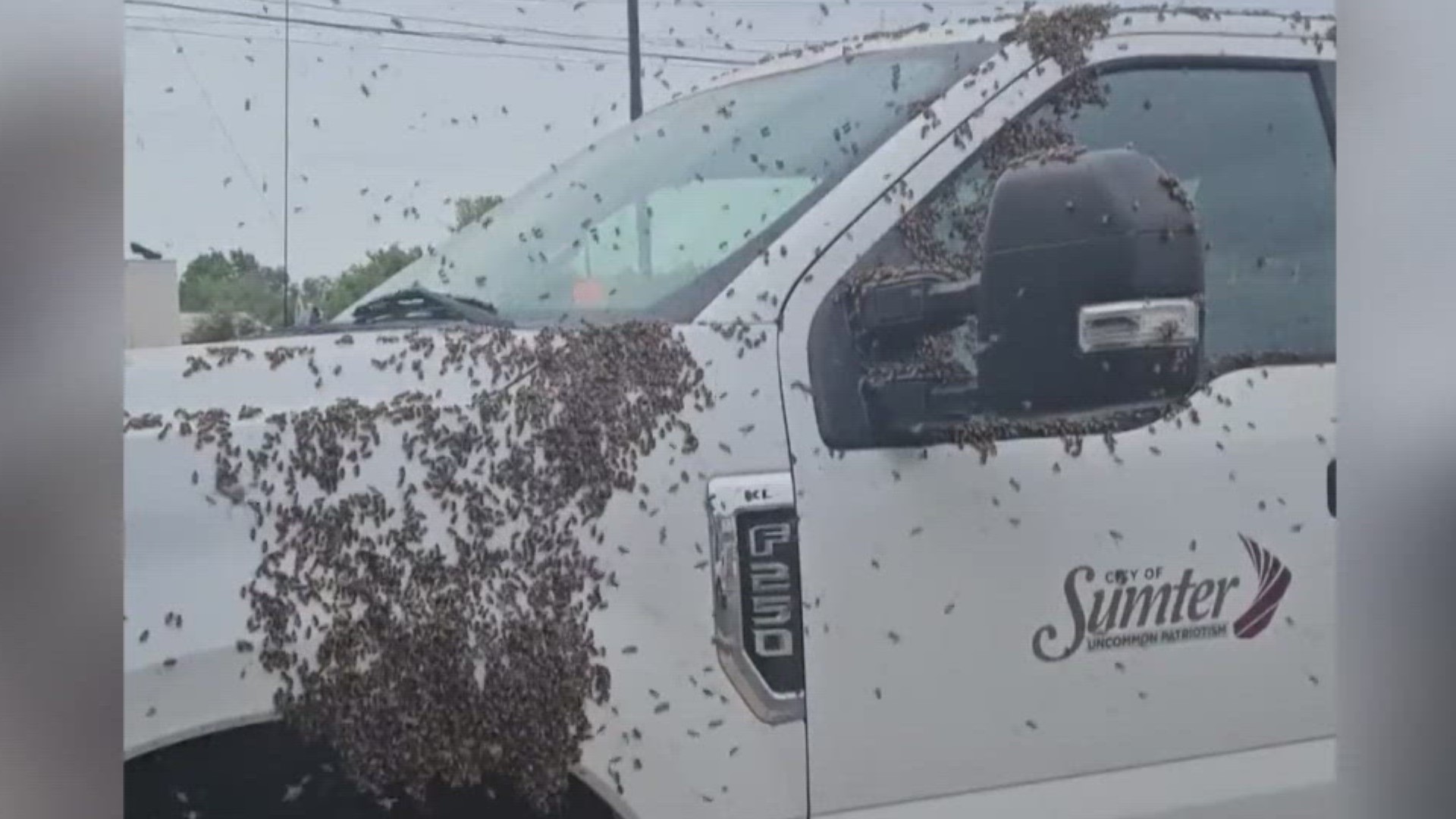 A swarm of bees took over a truck belonging to the City of Sumter on Tuesday. Here's what happened.