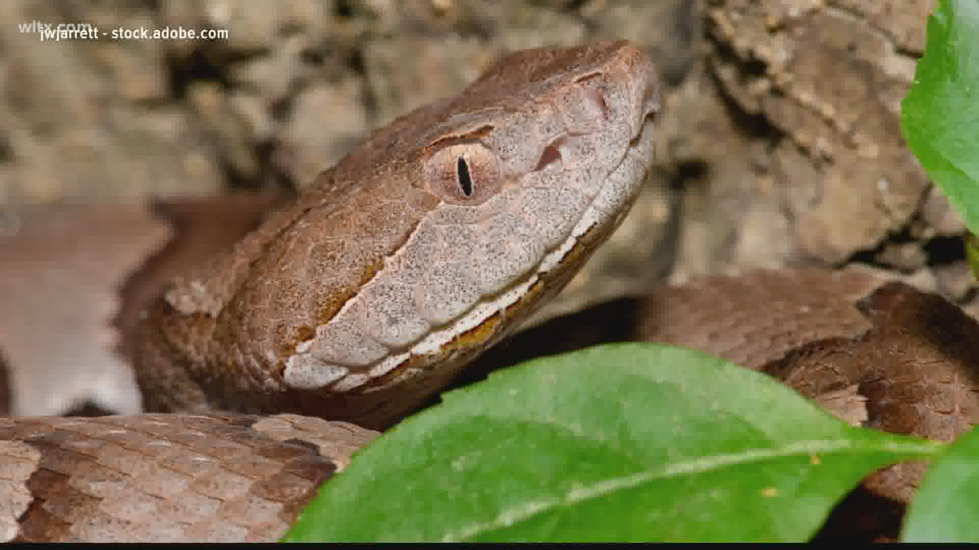 This time of year is prime time for copperheads to lay their eggs giving birth to 7 or 8 at a time.