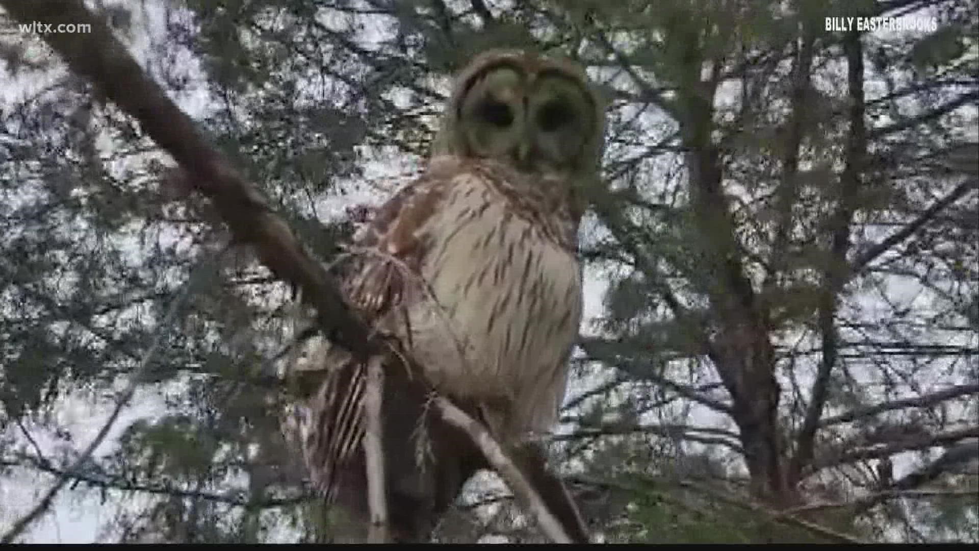Barred owls are in this area in South Carolina, have you seen them? |  wltx.com