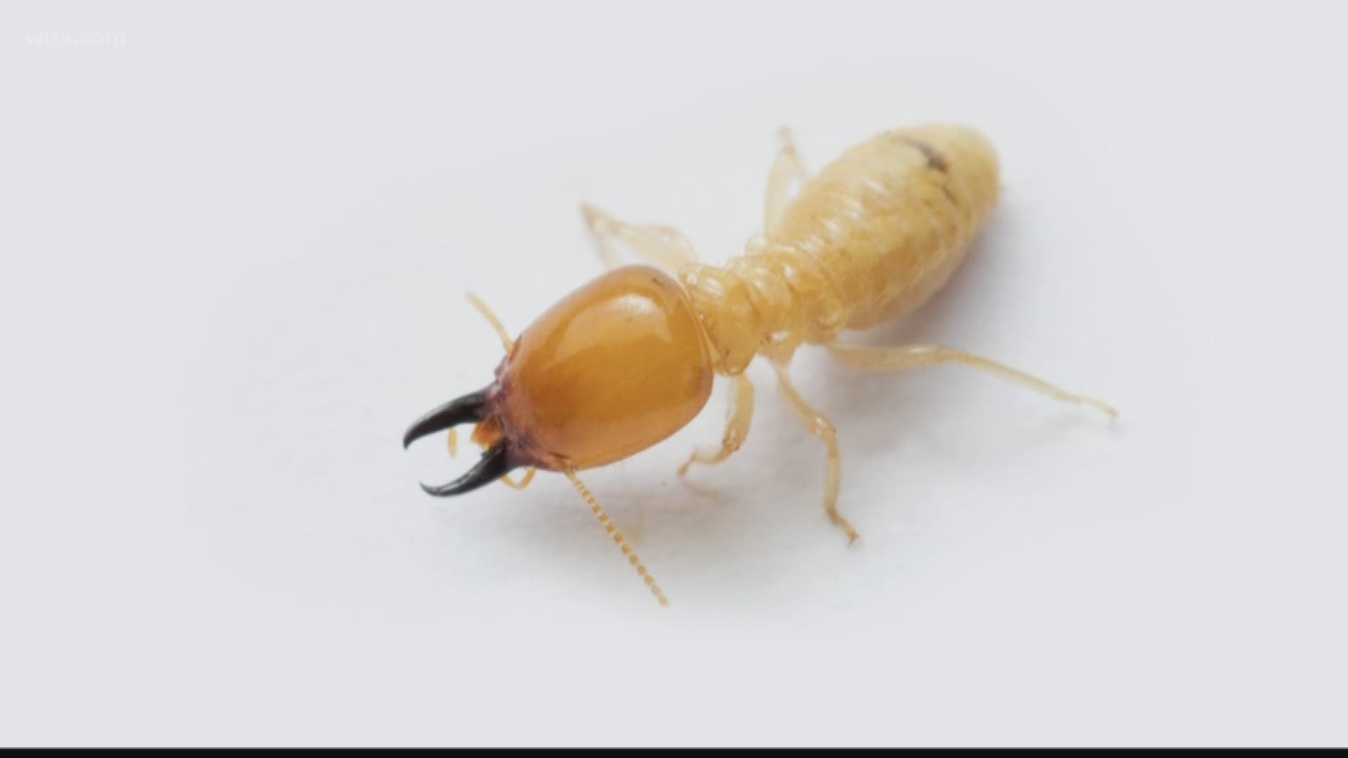A new termite, usually found on the coast, is beginning to call the Midlands home. 