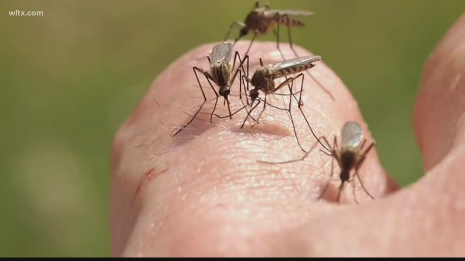 The mosquitoes were found in St. Andrews and Forest Acres area