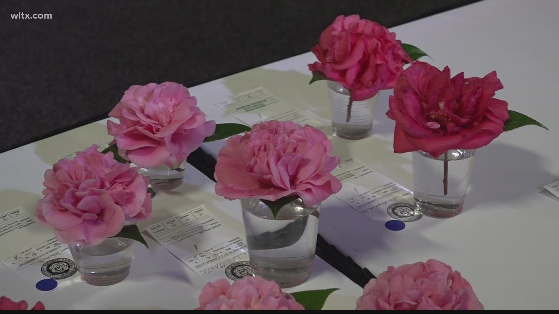 Forty people from SC, Georgia and NC are vying for the blue ribbons during the Camellia flower competition.