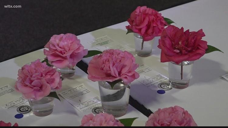 Camellia flowers take center stage at the SC State Fair