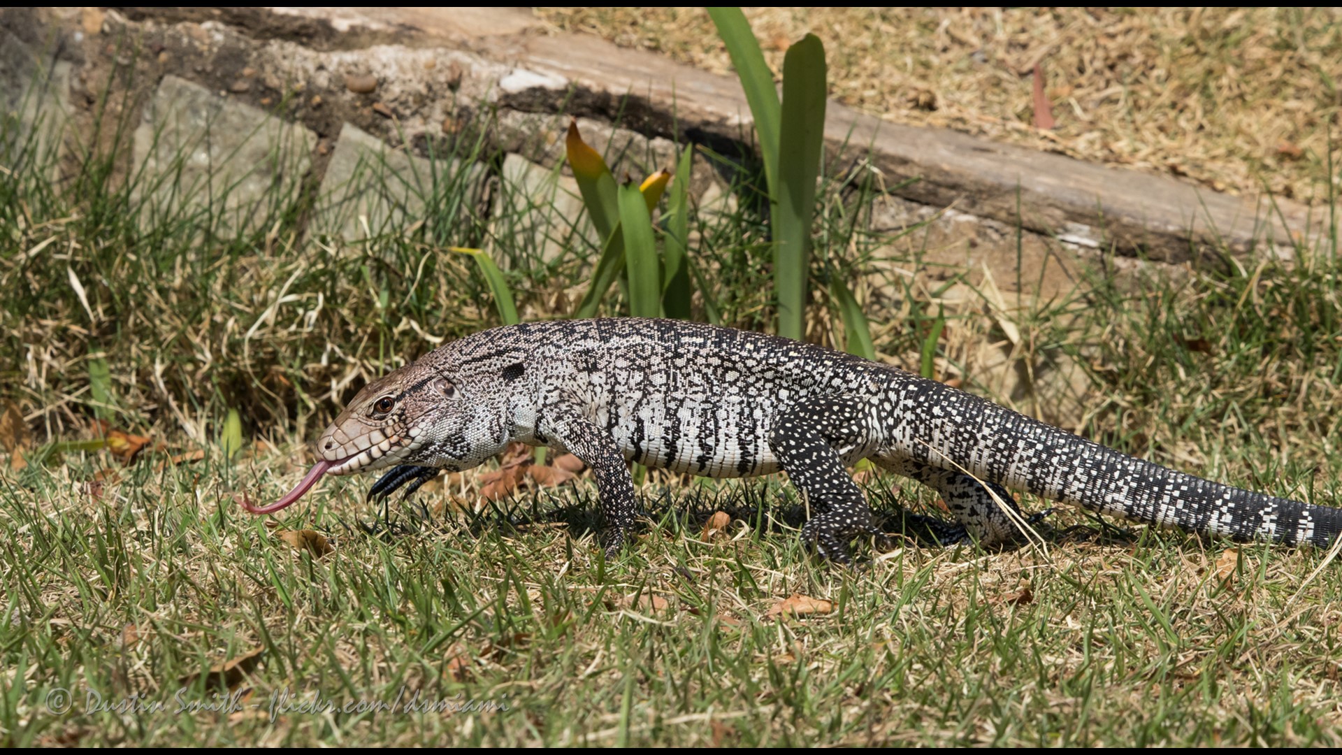 Invasive Tegu Lizard Spotted In Lexington 5299