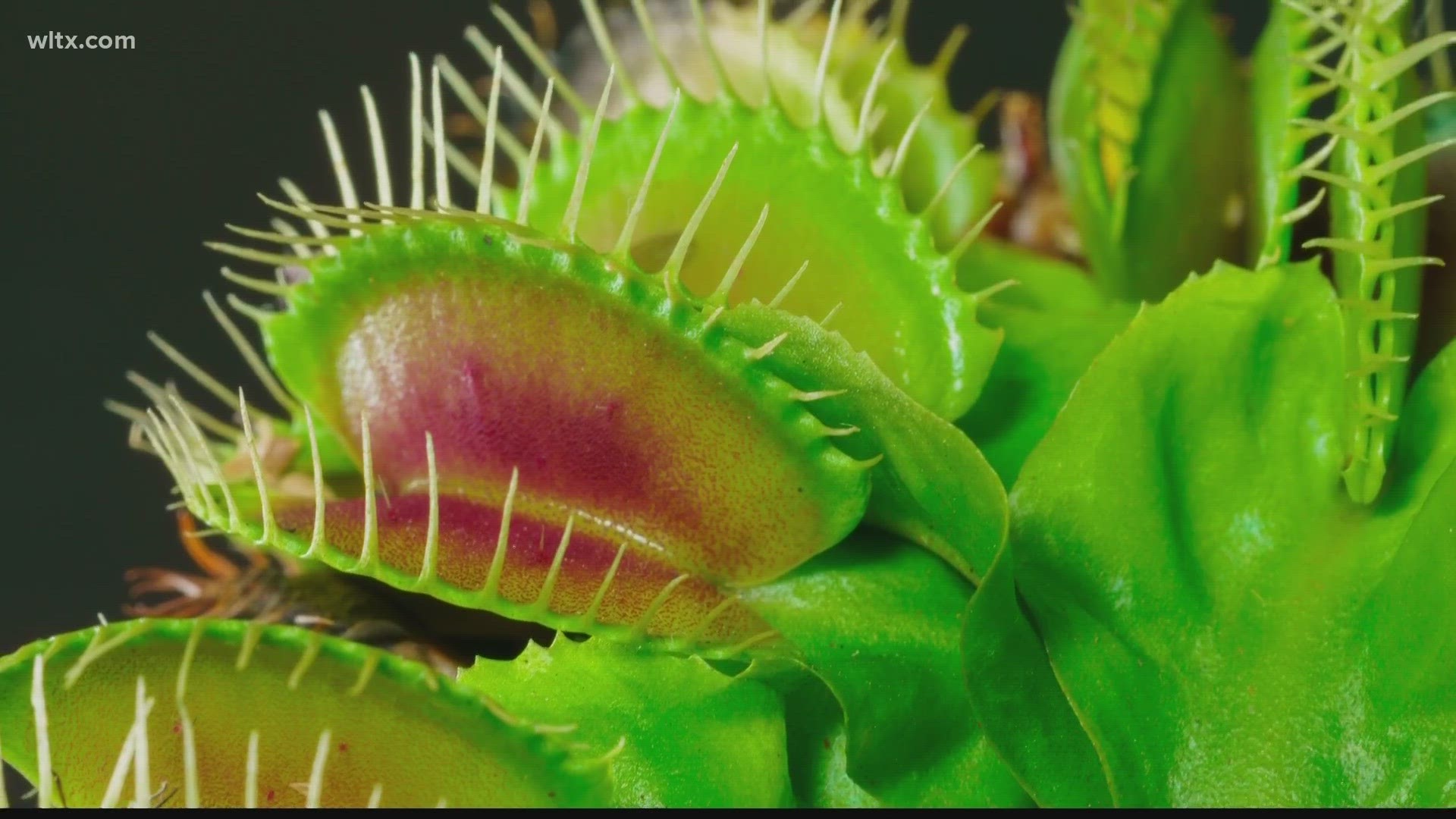 The Venus Flytrap, a Plant That Can Count - The New York Times
