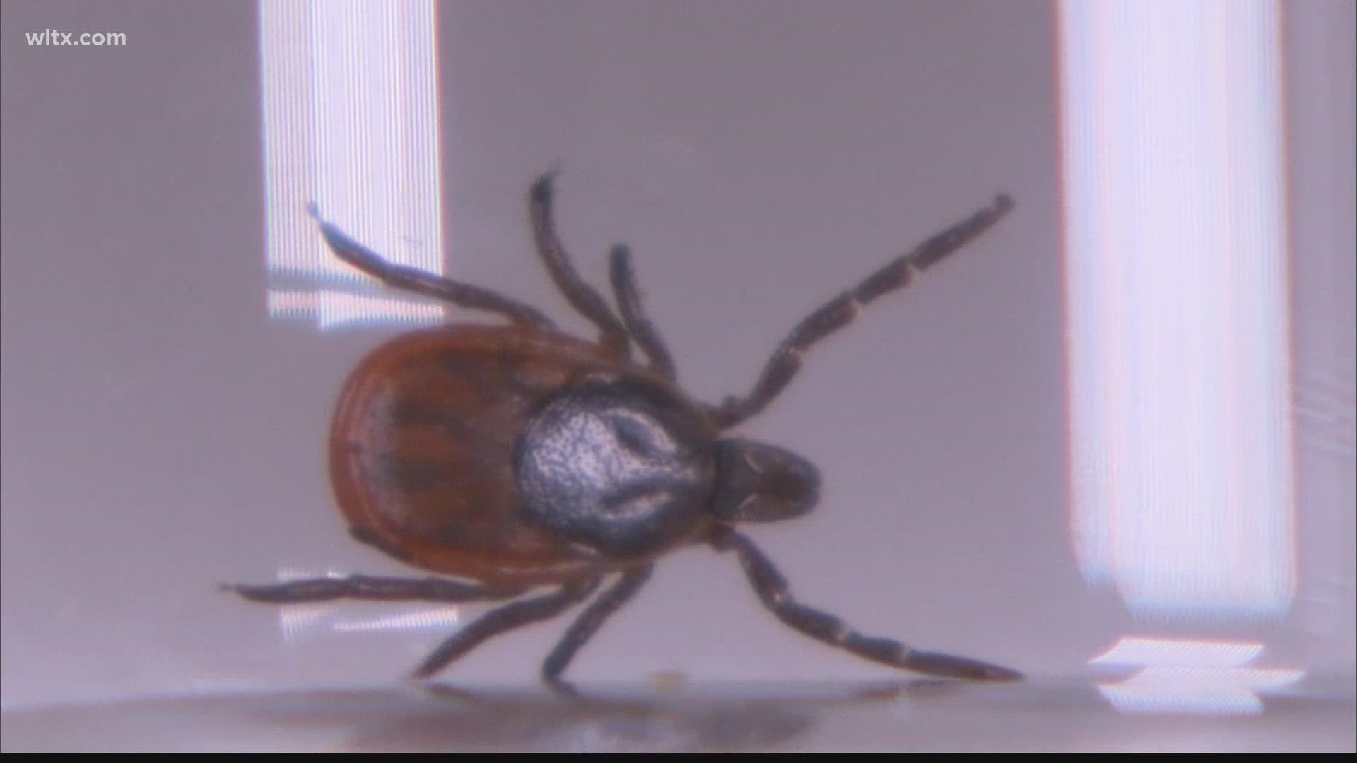 This comes after a large infestation of Asian longhorned ticks was found at a cattle farm in York County.