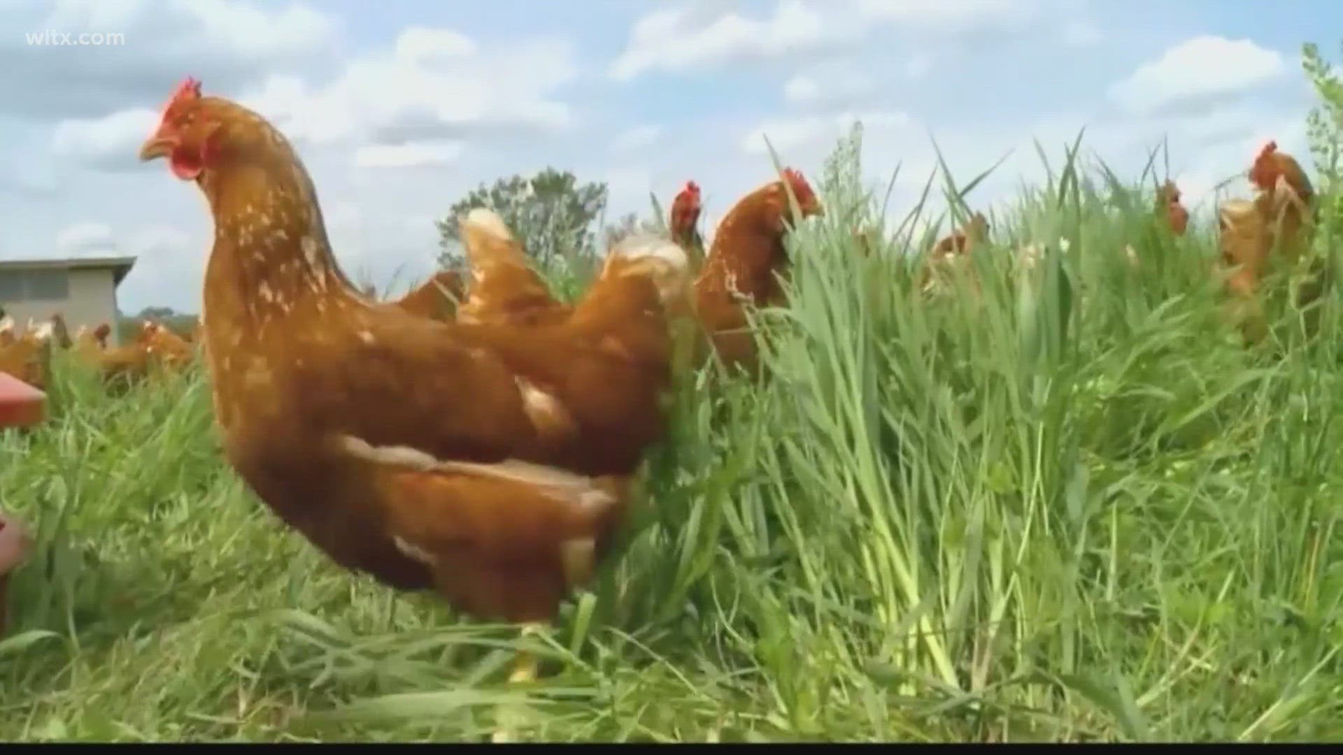 This comes after backyard flocks in Orangeburg and Horry county contracted a strain of Avian flu.