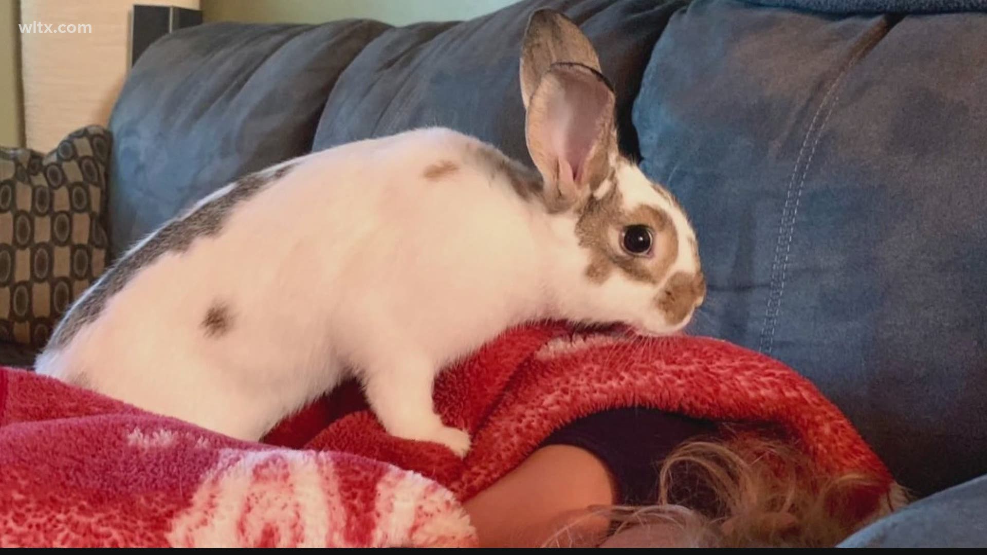 Emma Nance's pet rabbit passed away so she wanted to give part of her chore-money to a rabbit rescue.