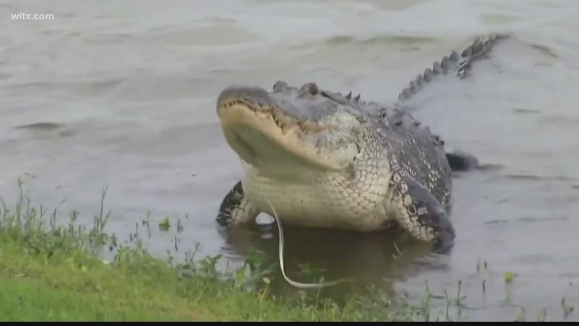 It's breeding season for alligators on Lake Marion