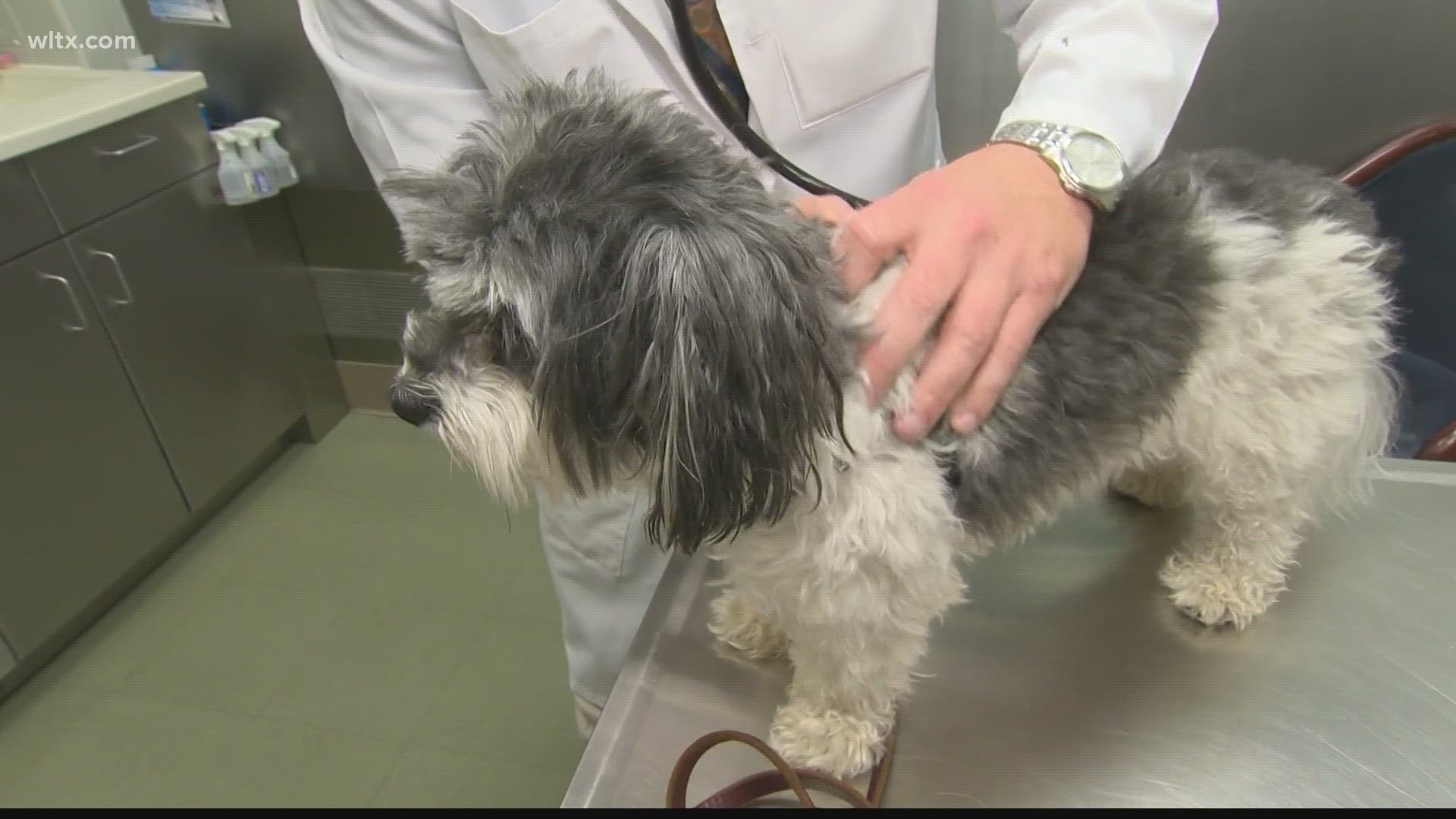 The mystery dog respiratory illness has made its way to South Carolina. Here's what you need to know.