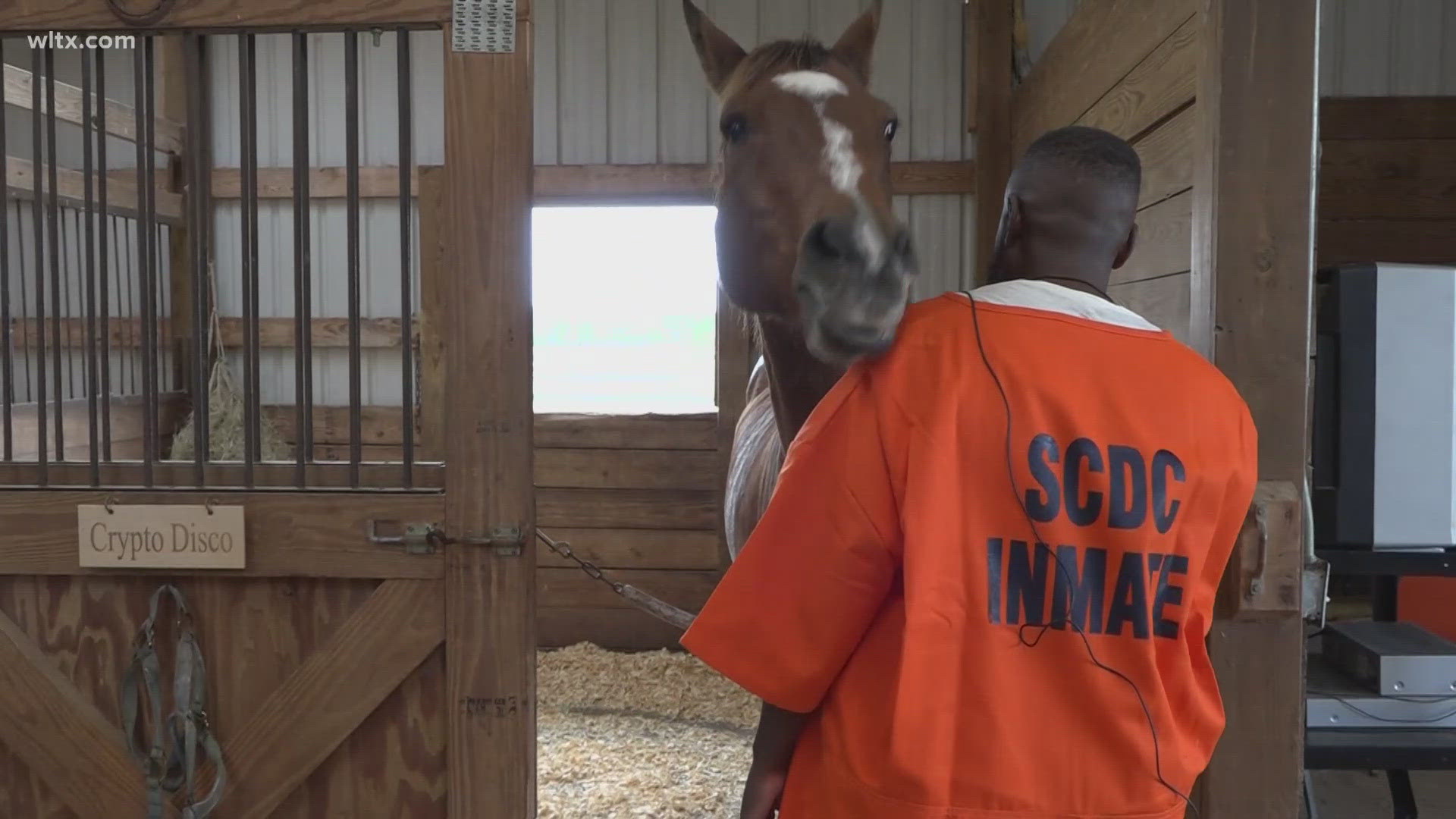 Inmates at the Wateree River Correctional Institute, for the past 20 years, wrok with retired racehorses, in hopes they find new homes.