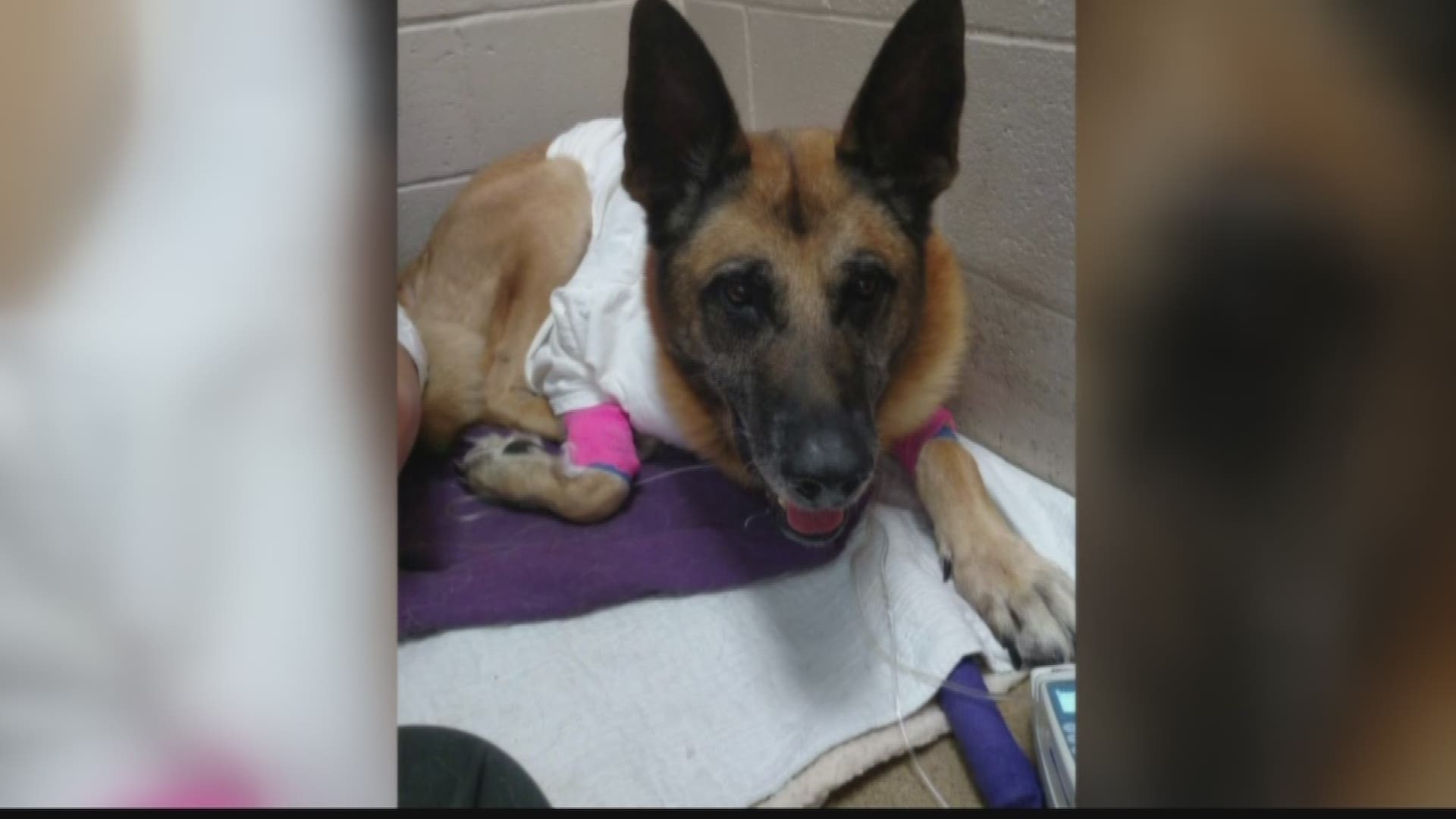 It was a close call for a Richland County Sheriff Deputy's K9... 