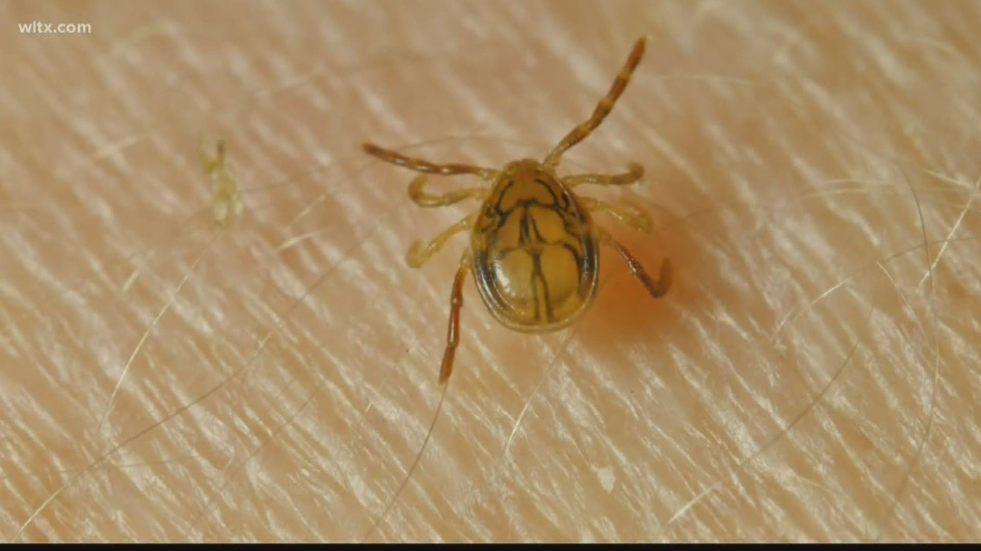 Doctors say ticks could cause you some health hazard if you're not careful.