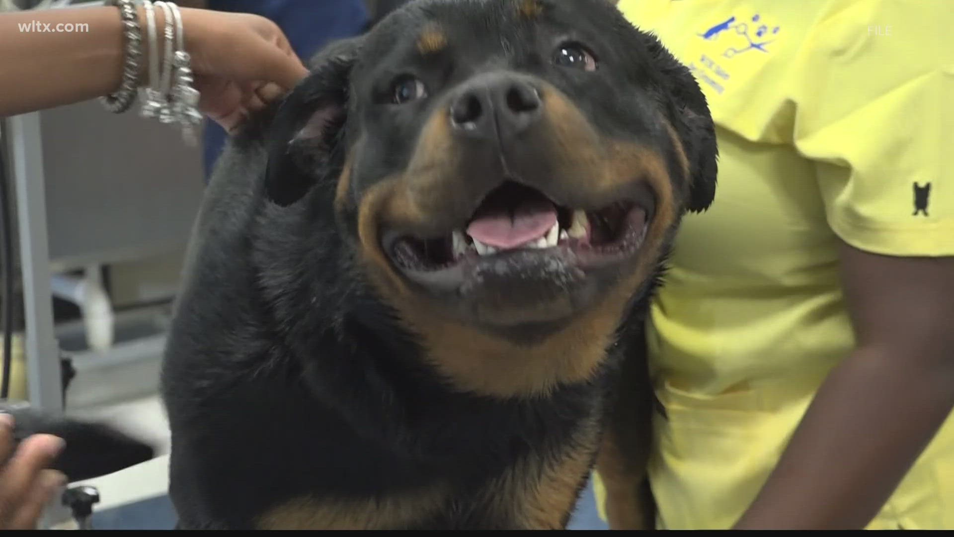 Seniors at W.J. Keenan high school are getting ready to host their annual dog grooming event.