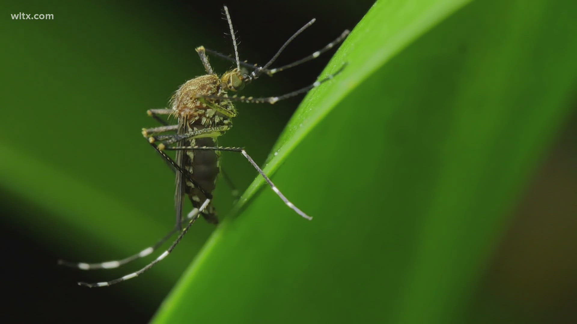 Does it seem to you like some people mosquitos seem to hate.  Is that right?