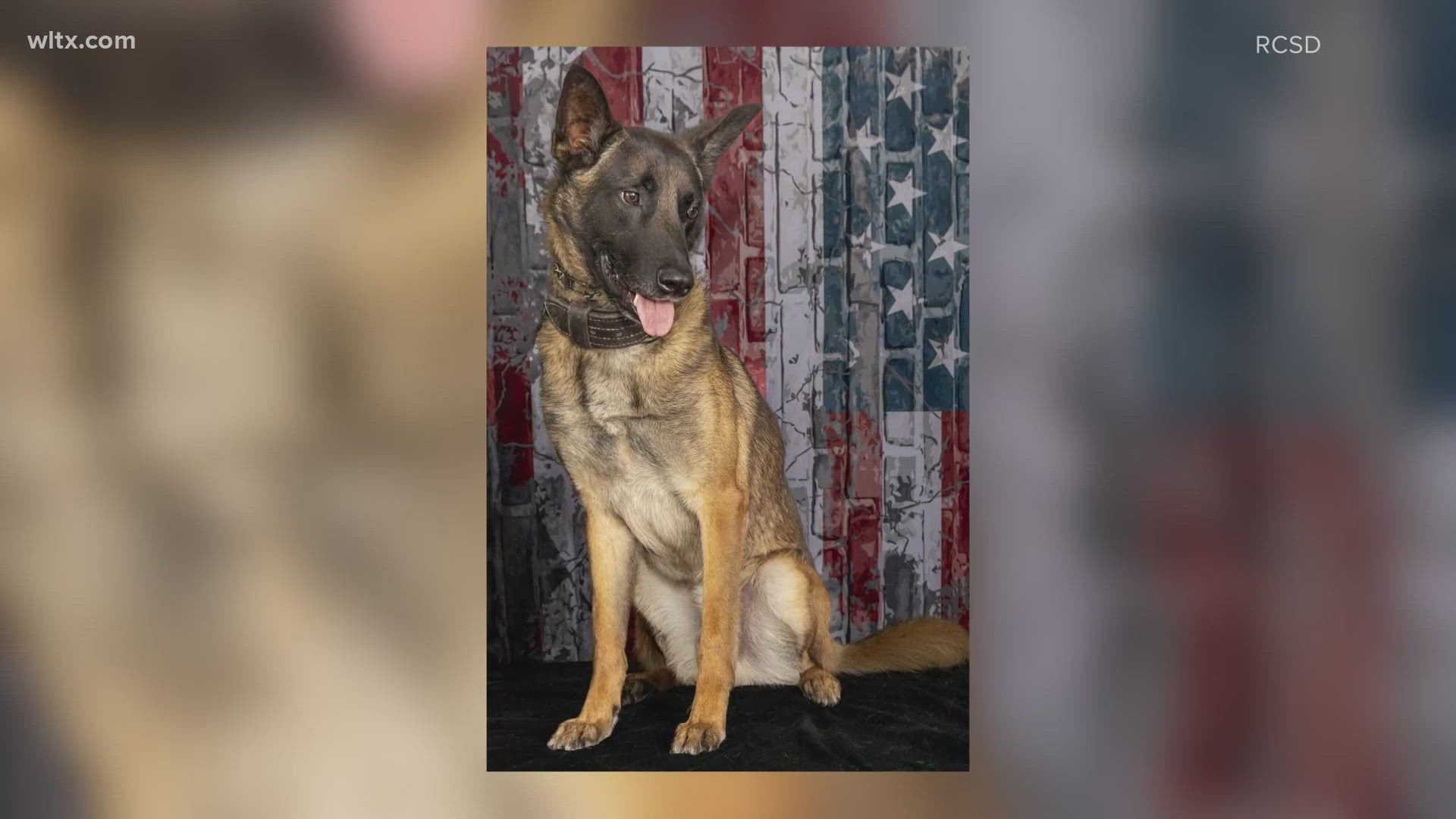 The K9 Wick, was killed in the early morning hours by a car on I-77.