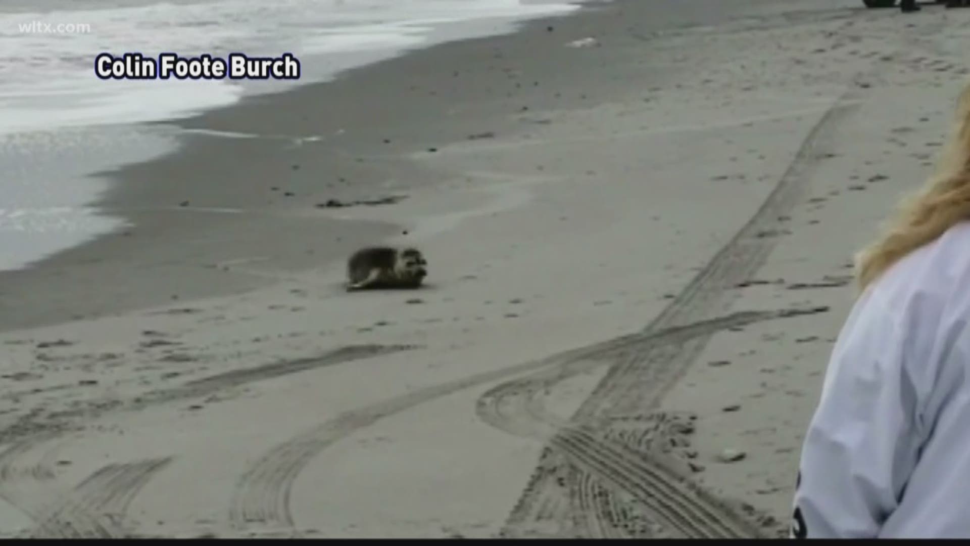 Officials are tending to a seal with an apparent shark bite injury found on Myrtle Beach Wednesday morning.