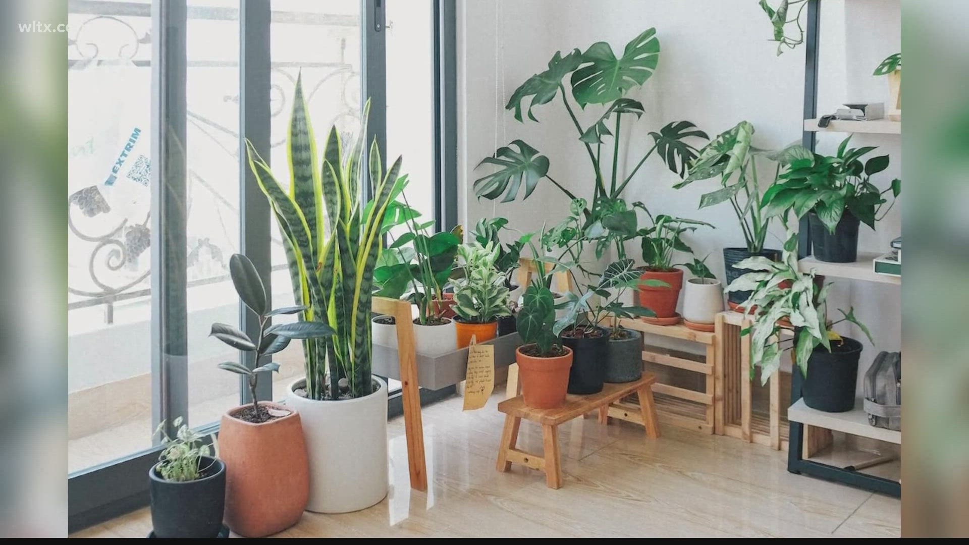 Spending time in nature can be refreshing and energizing, but did you know that bringing a piece of nature indoors can improve the air you breathe?