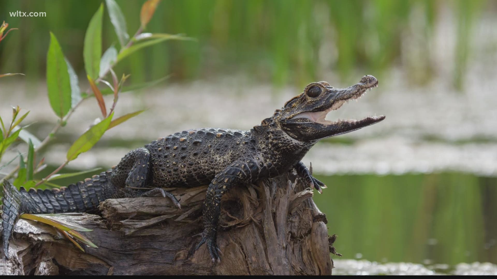 What's the difference between caimans and alligators? 