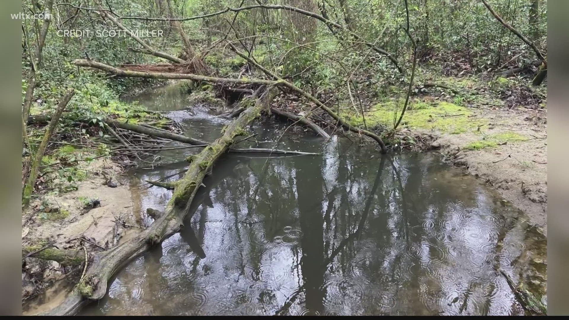 A group of residents from across area neighborhoods are working to educate people about watersheds while also protecting and restoring them.