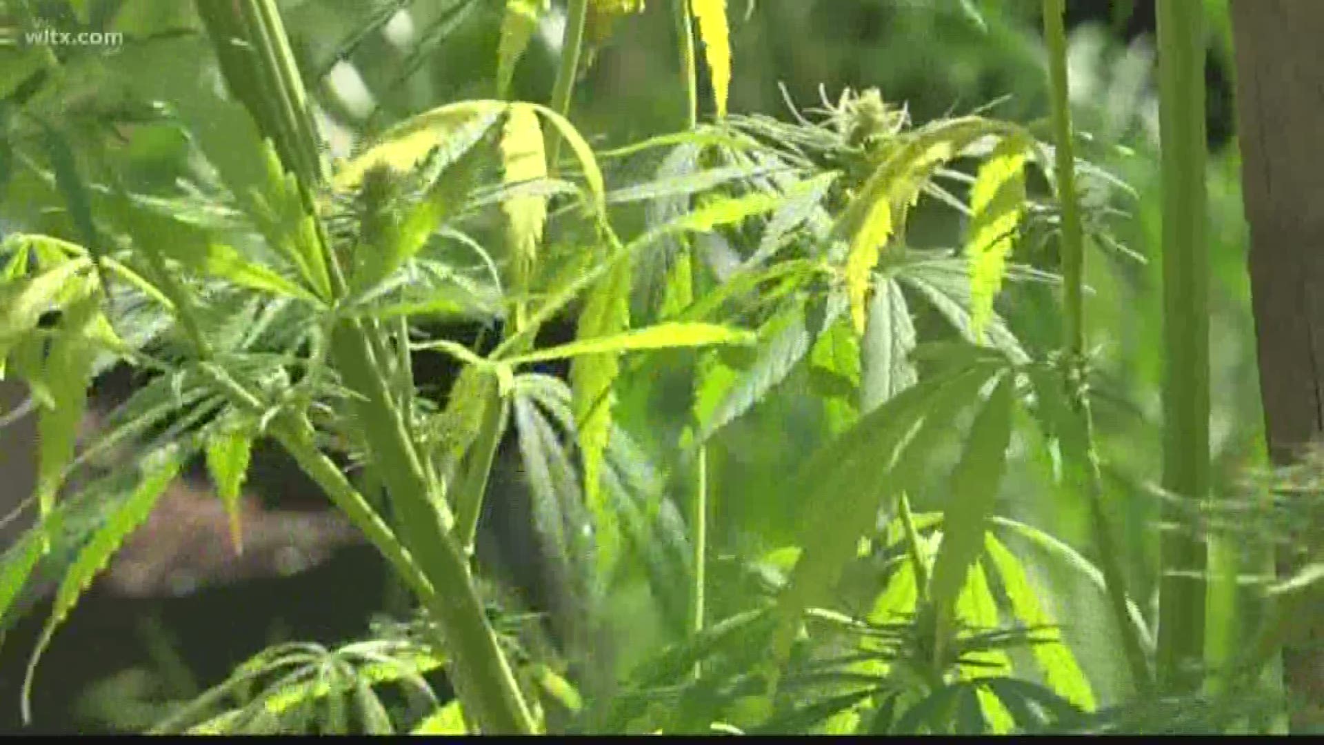 City Roots in Columbia is hoping to educate other farmers on how on the production process of growing hemp.