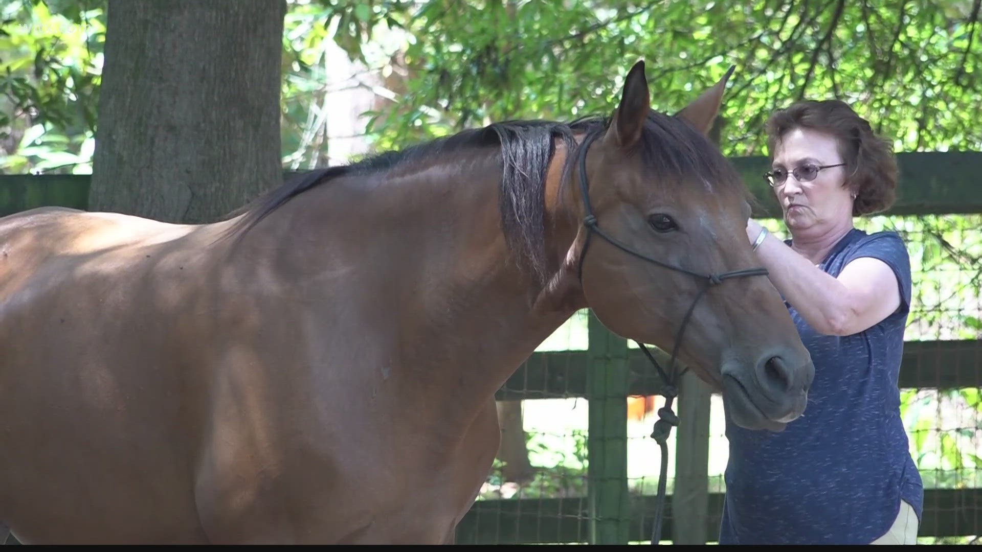 Easter Equine Encephalitis has claimed the life of two horses recently in the Midlands and horse owners can vaccinate their horses for it.