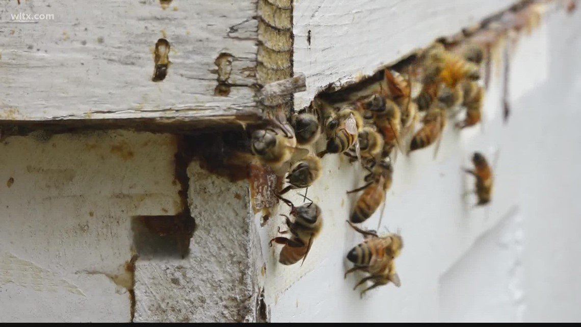 High pollen count and South Carolina bees | wltx.com