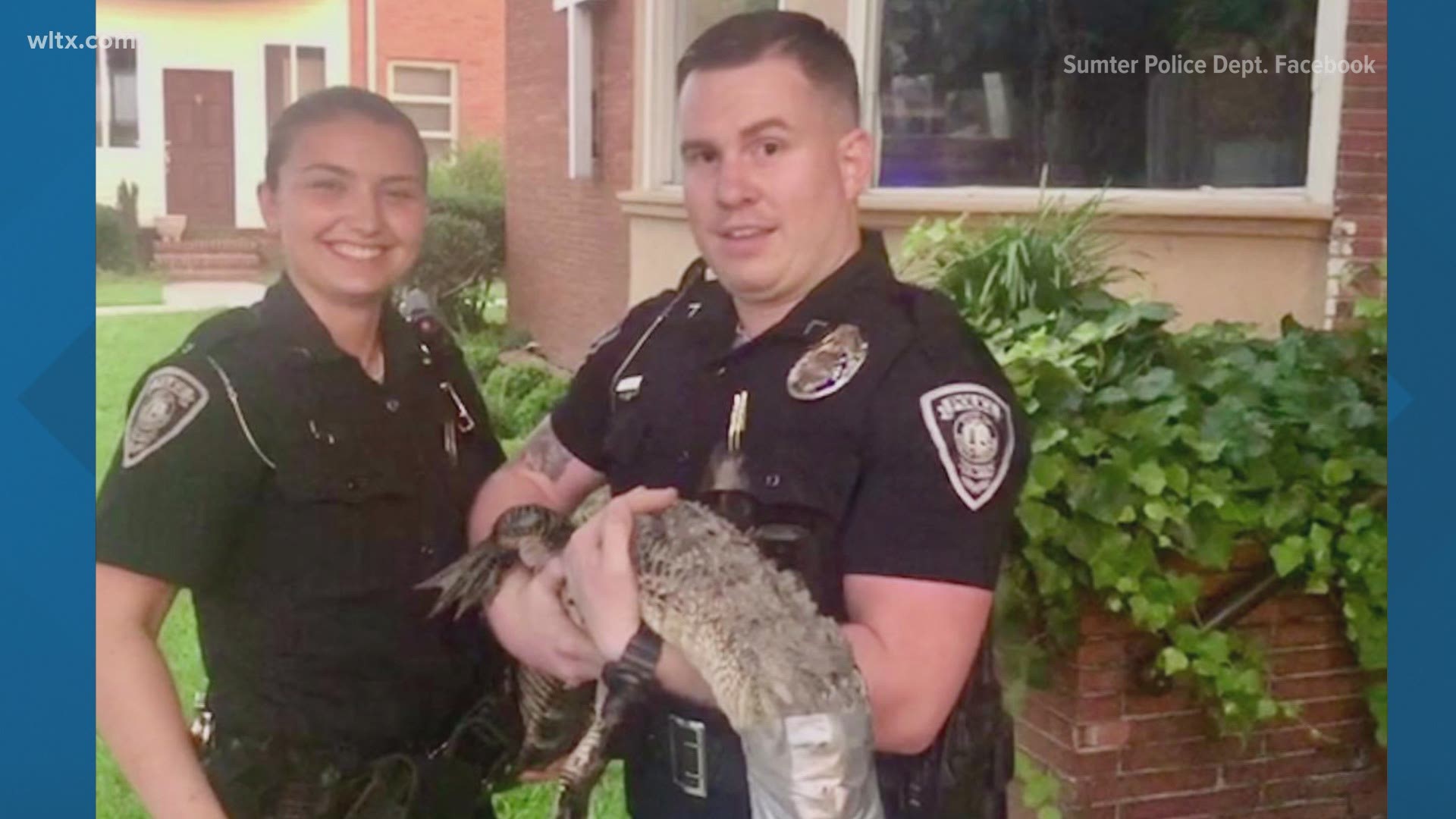 Two officers managed to wrestle the fellow safely to a better location after it was found lurking on South Main Street in Sumter, SC.