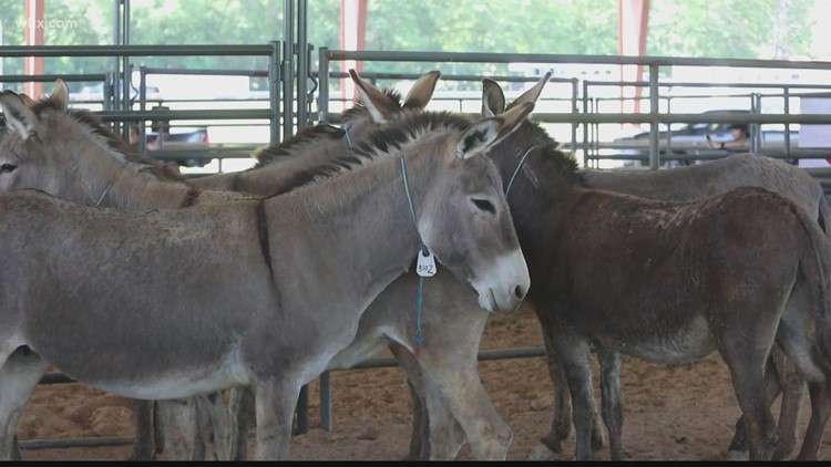 Wild horse and burro adoption gallops into to West Columbia