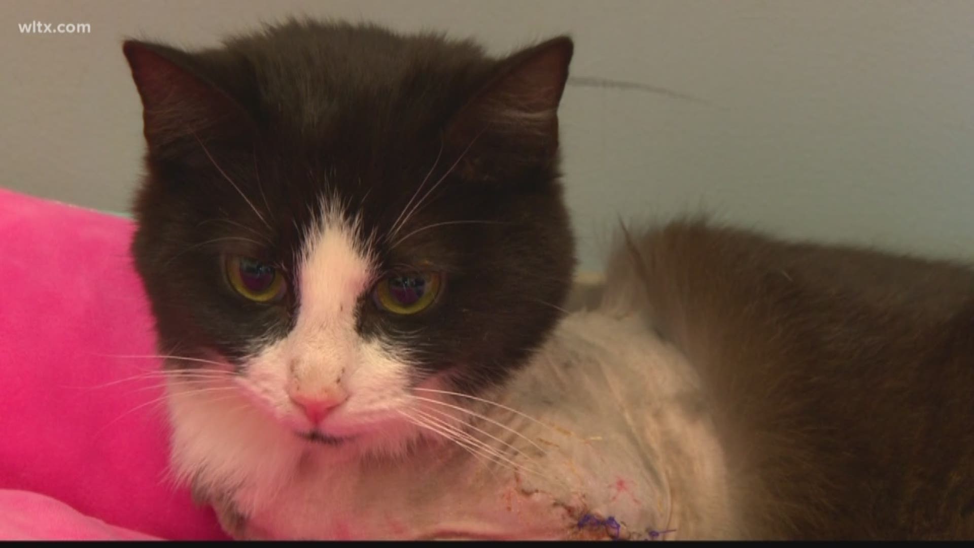 Vets at the Kershaw County Humane Society are taking care of a cat they say was shot multiple times in the legs.