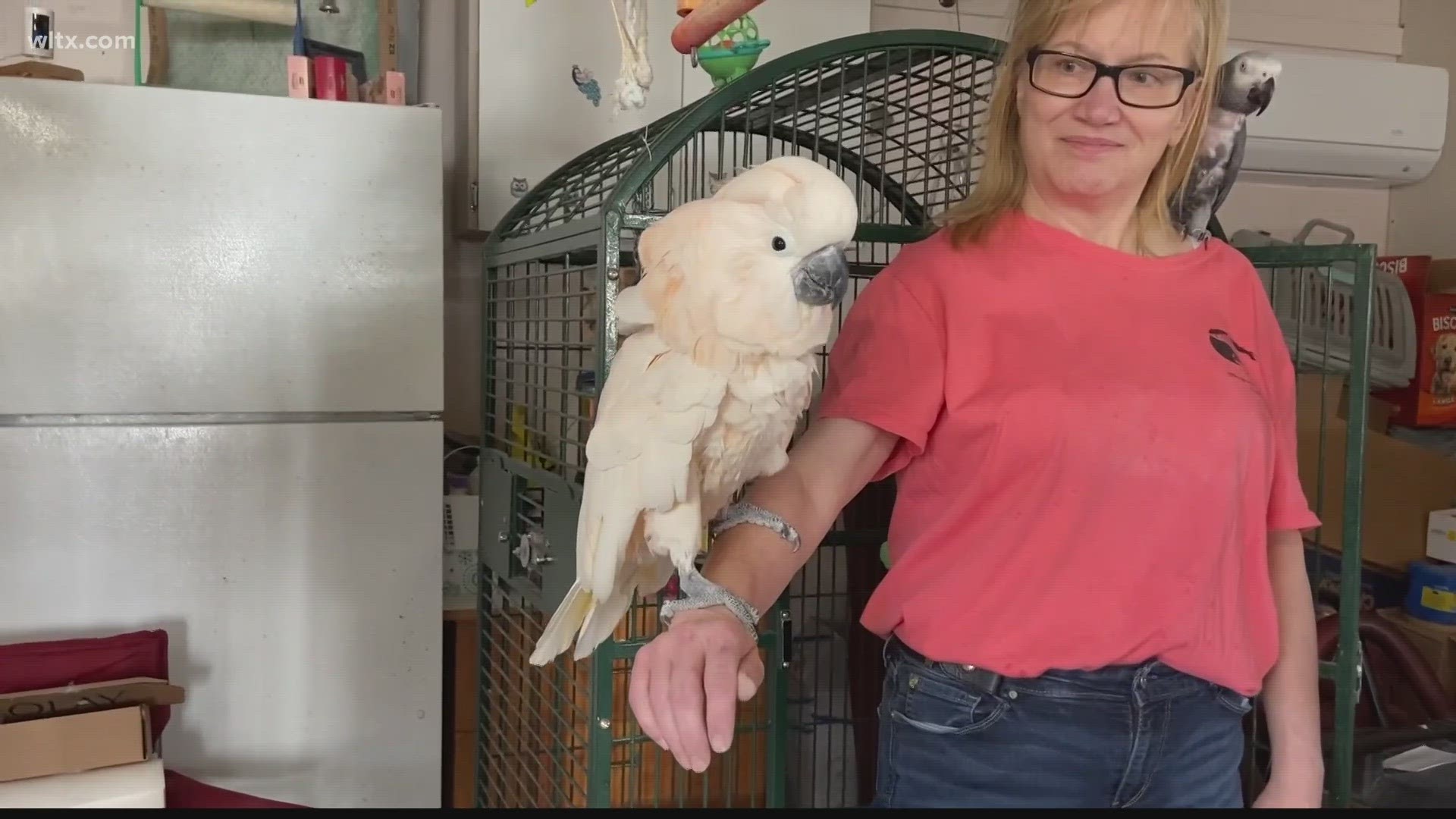 Majestic Wings Rescue in Cassatt, South Carolina aims to give a sanctuary for unwanted parrots.
