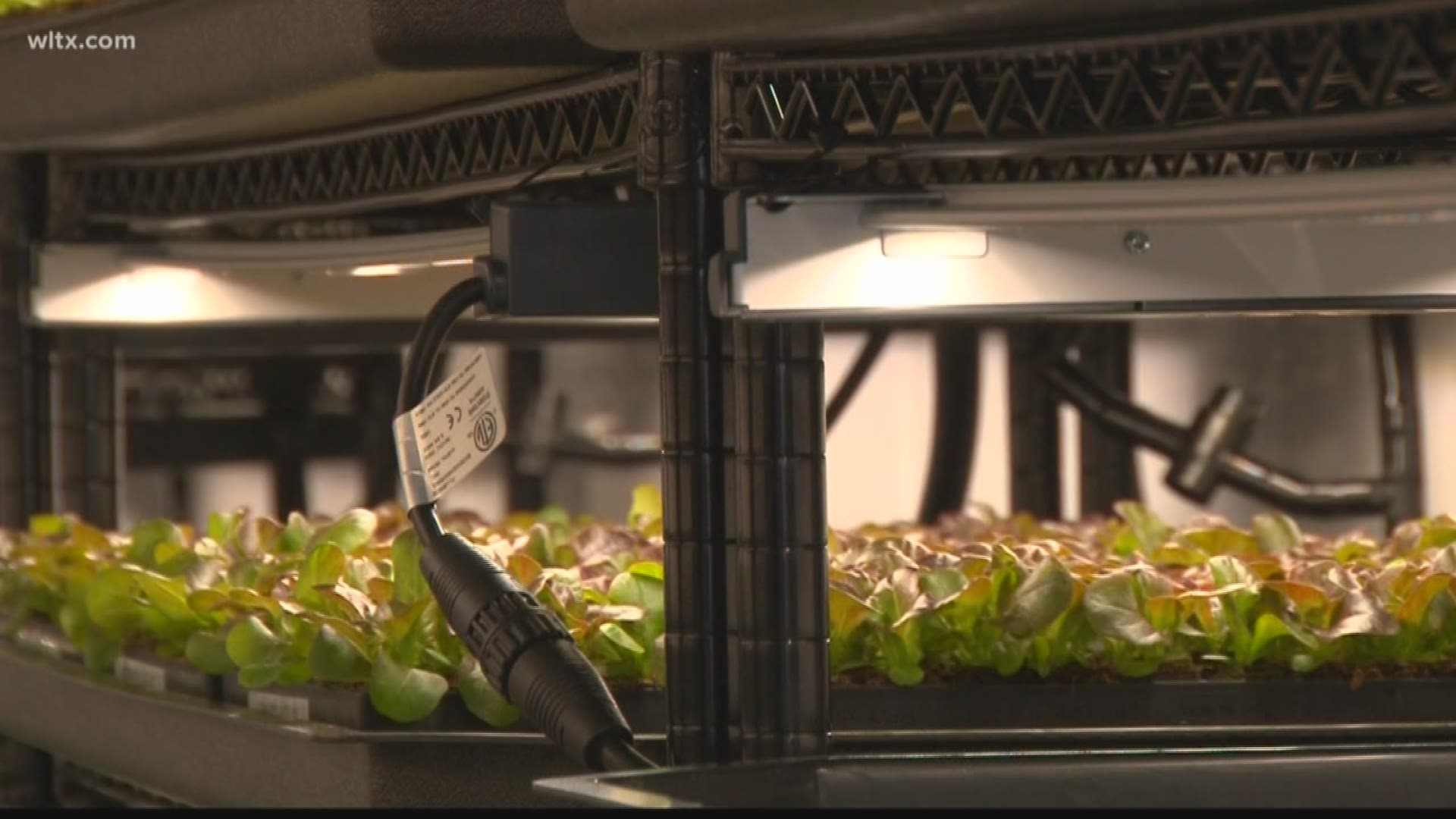 Refurbished shipping containers and no dirt are being used to grow lettuce by Vertical Roots.