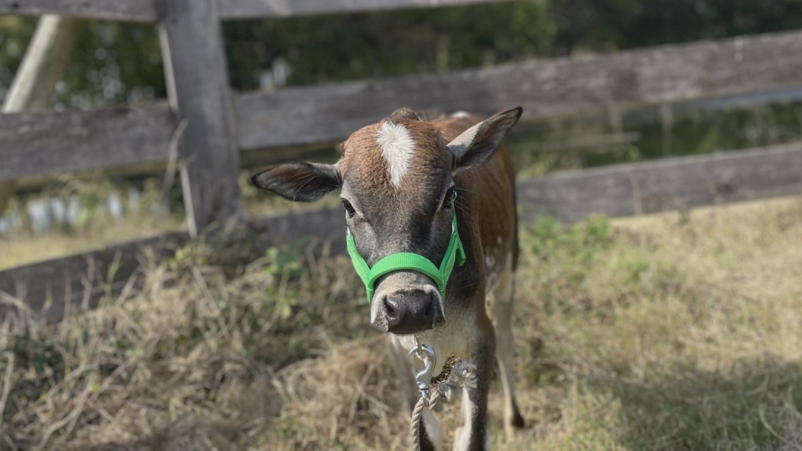 Cow named Peacemaker on the run in Orangeburg County - Vimarsana News