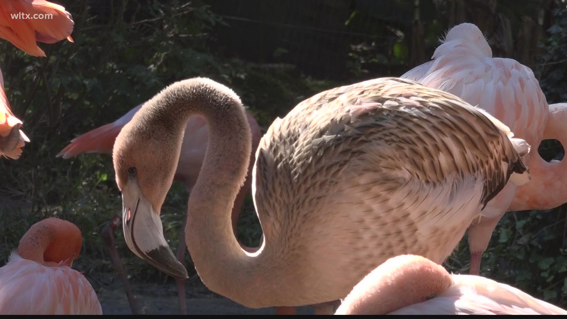 When the Flamingo babies start turning pink its time for annual checkups on animals at the zoo.