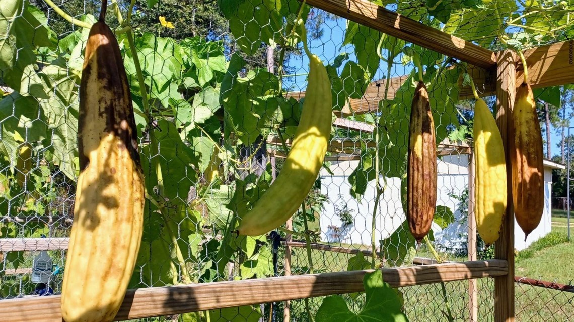 Lexington Loofah Lady shares what she's learned about the plant - Vimarsana News