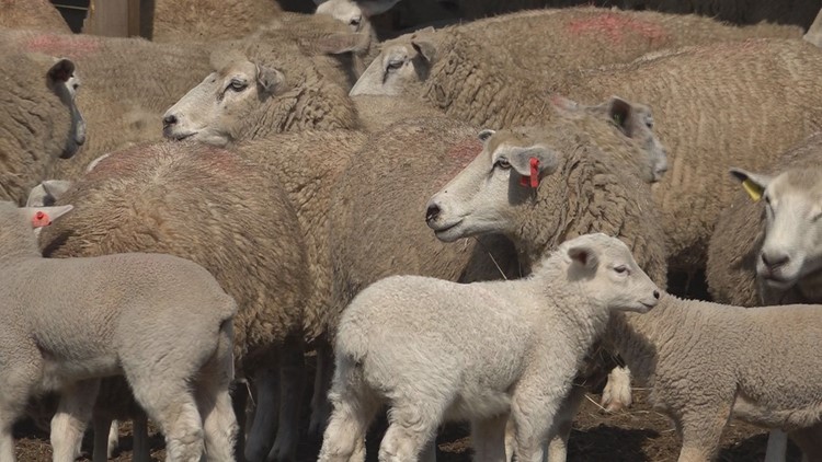 Old McCaskill's Farm preparing for Sheep Shearing weekend