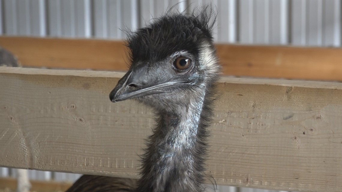 Loose emu evades capture in Lakevillev_1N5nqFiRwB