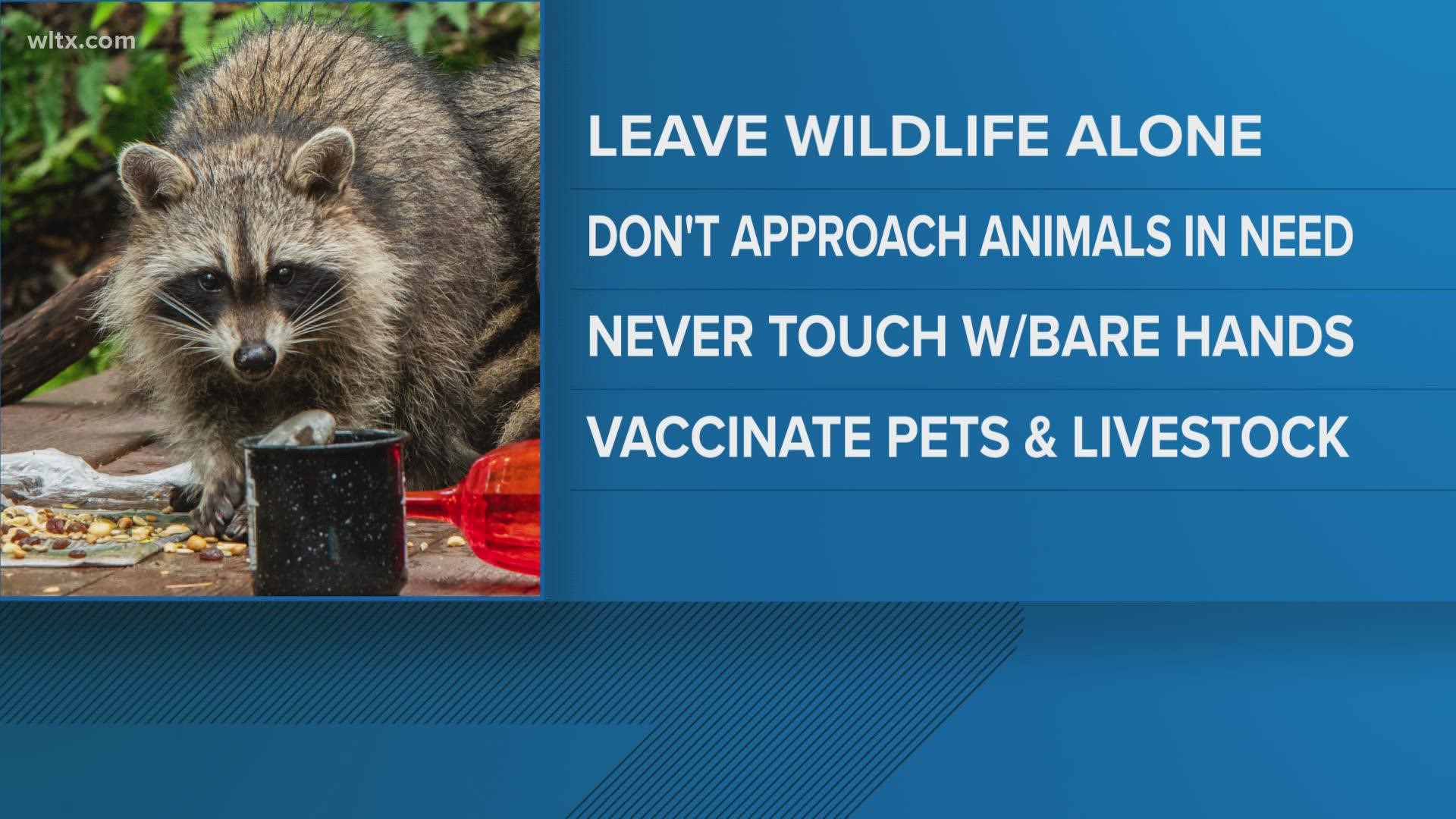 DHEC is teaming with the Department of Natural Resources to warn people of the risks of trying to make a pet out of a wild creature.