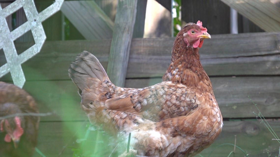 Sumter City Council approves chicken ordinance