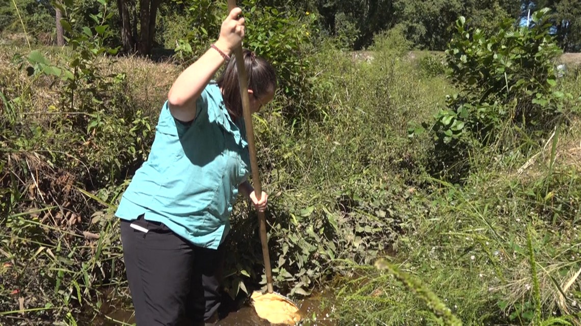 Program aims to protect stream banks in South Carolina - Vimarsana News