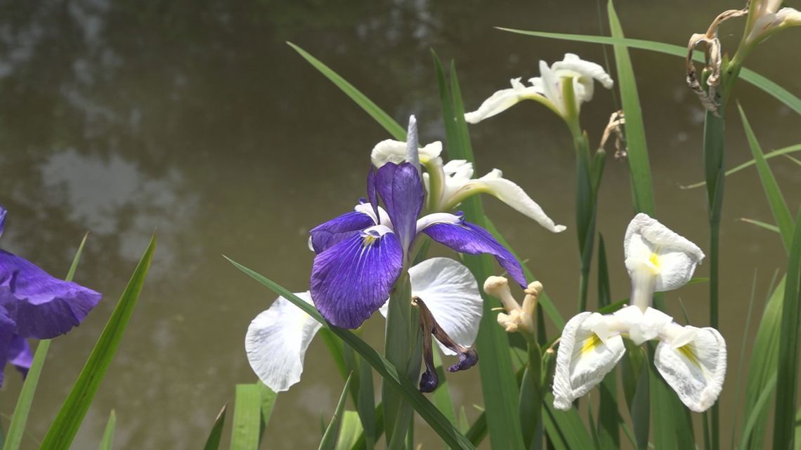 Jazz, horror, and garden festivals converge in S.C. for an unforgettable weekend of things to do