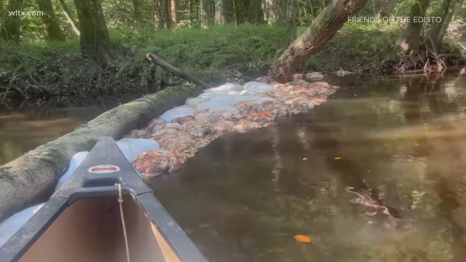 Edisto Riverkeeper Hugo Krispyn said it looked like several 100 chickens were caught on a few logs, many more could have drifted downstream.