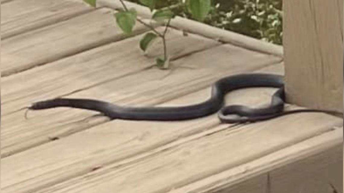 Snakes in the Midlands during wet weather What to know