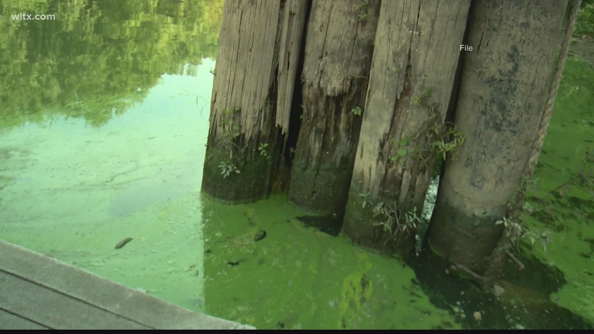 DHEC says they have observed algae blooms in the lake. Officials say the extent of the algae bloom is not completely known.