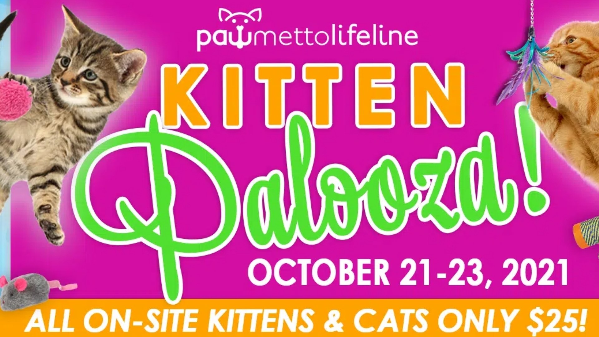 Adopt a cat for 25 during Pawmetto Lifeline's 'Kitten Palooza'