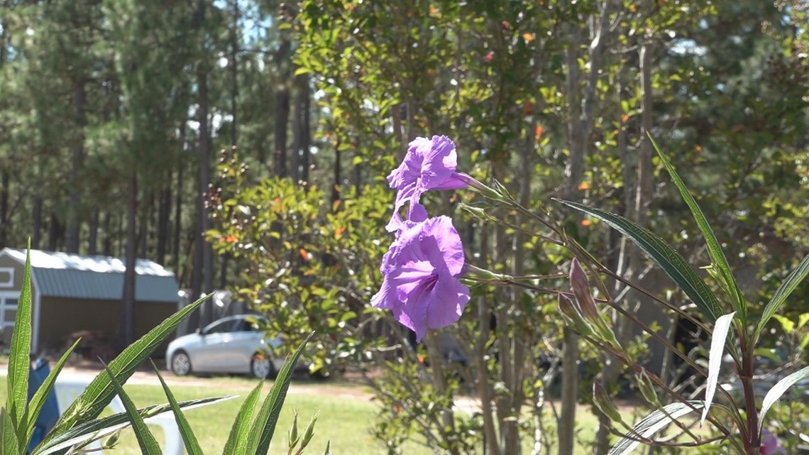 Trusedale Farms hosting plant sale for Community Medical Clinic - Vimarsana News